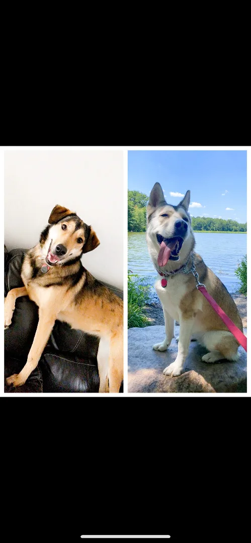 Khalessi thumbnail 3