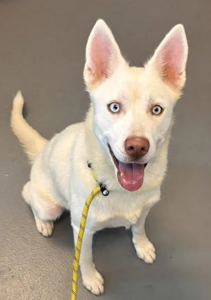 An adult large-sized female Husky dog named Glacier for adoption in New Orleans, LA