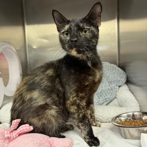 An adult medium-sized female Tortoiseshell Domestic Short Hair cat named Spotty for adoption in Los Angeles, CA
