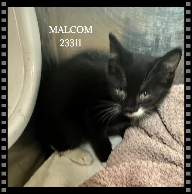 A baby small-sized male Black Domestic Short Hair cat named Malcom for adoption in Marietta, GA