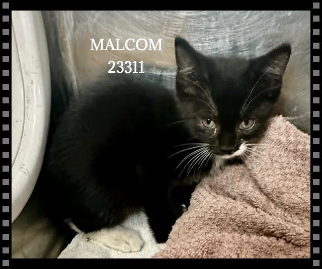 Malcom thumbnail 2