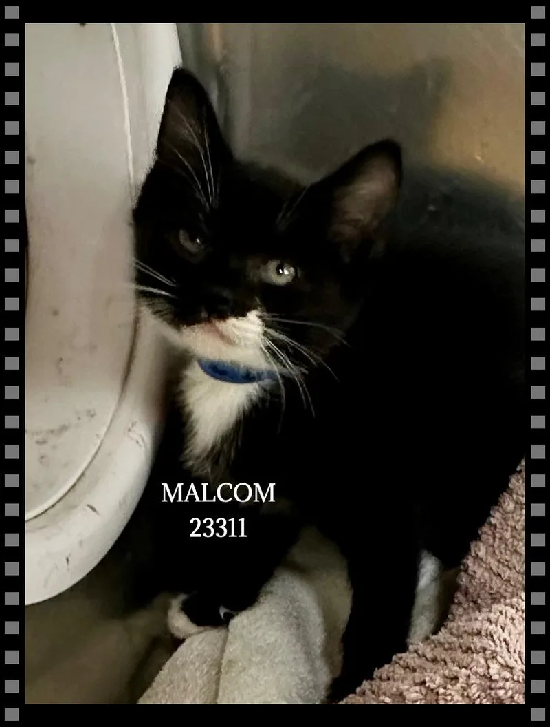 Malcom thumbnail 3
