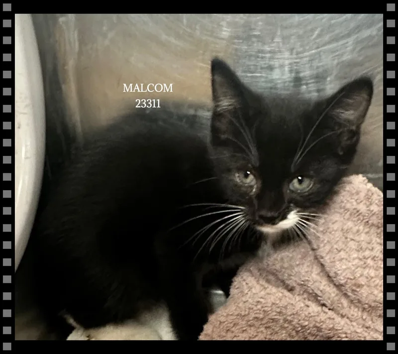 Malcom thumbnail 4