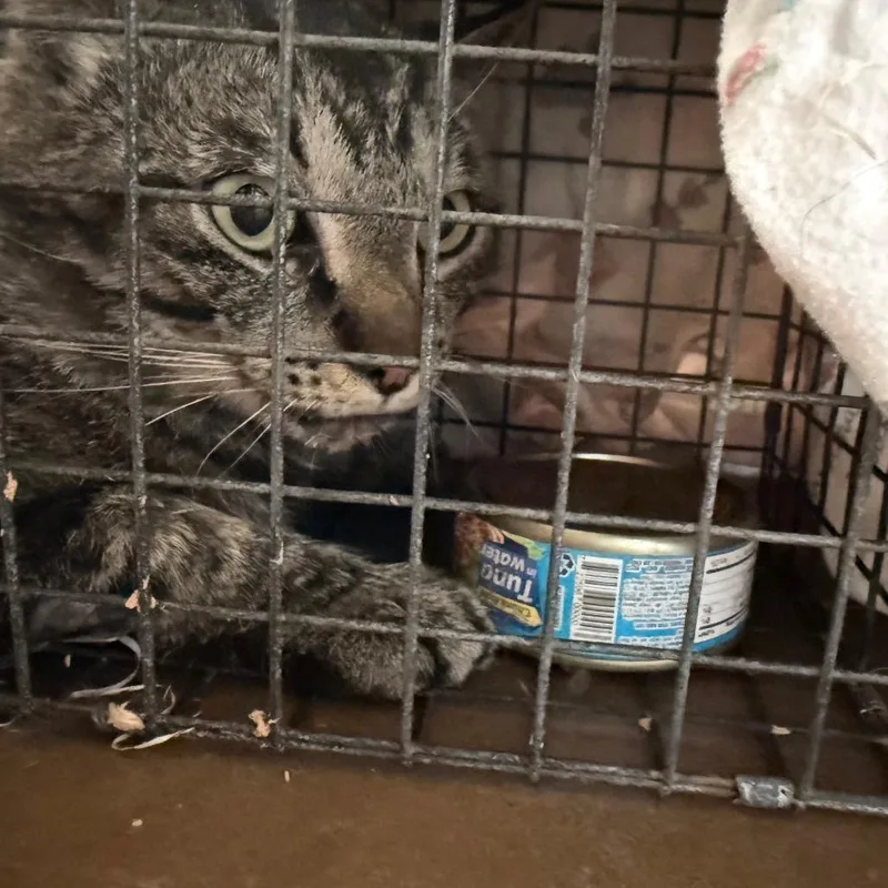 An adult large-sized male Brown / Chocolate Domestic Short Hair cat named Andre Gentle Soul for adoption in Flagstaff, AZ
