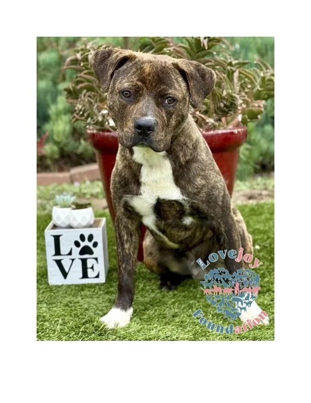 A young medium-sized male Brindle Pit Bull Terrier dog named Bosche for adoption in Inglewood, CA