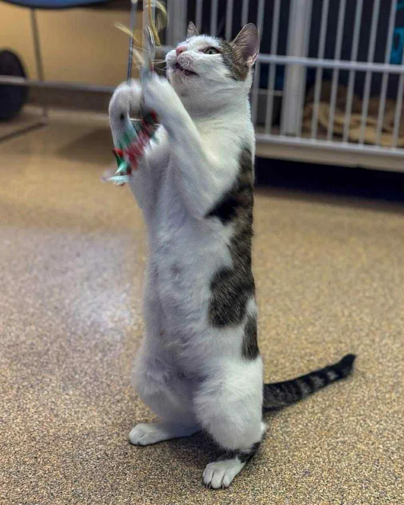 Magnolia thumbnail 2