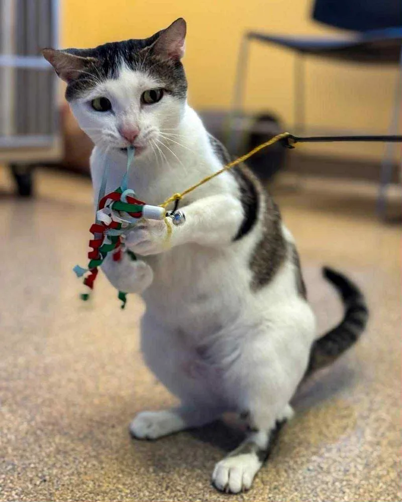 Magnolia thumbnail 3