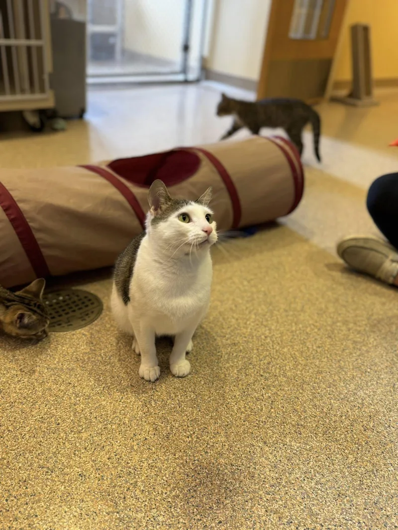 Magnolia thumbnail 4