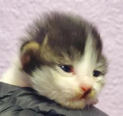 A baby small-sized female Domestic Short Hair cat named 61760823 for adoption in El Paso, TX