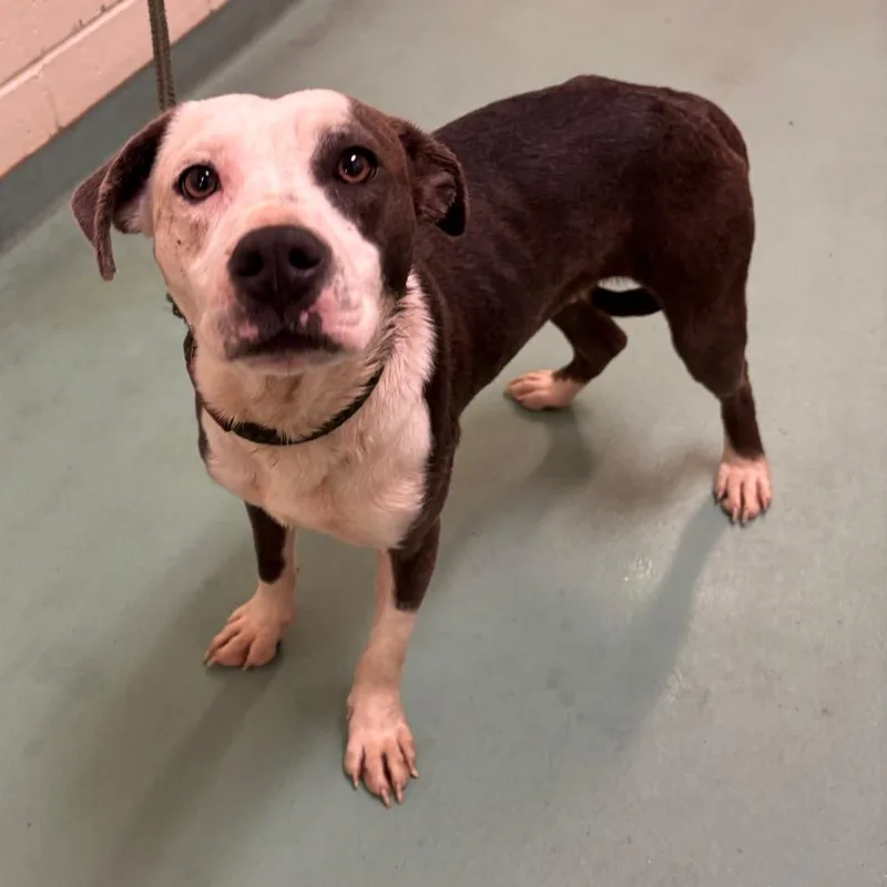 A young medium-sized female Gray / Blue / Silver Mixed Breed dog named Mona for adoption in Memphis, TN