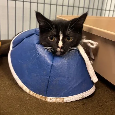 A baby small-sized female Black Domestic Short Hair cat named Moony for adoption in Mooresville, NC
