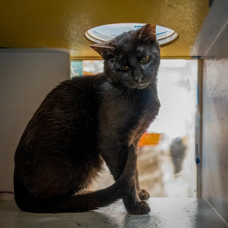 A young large-sized male Black Domestic Short Hair cat named Ryker for adoption in HANSON, MA
