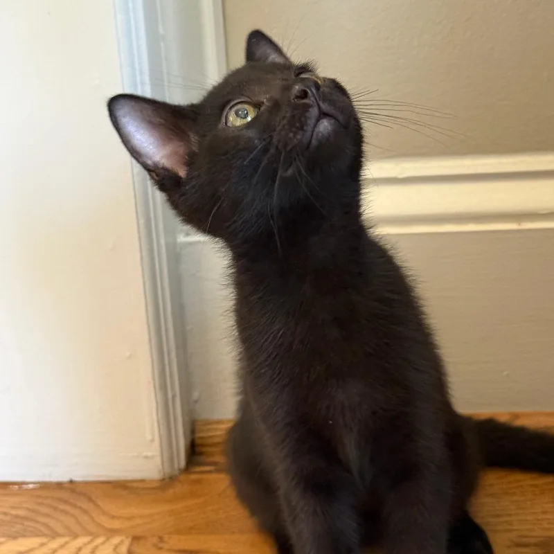 A baby small-sized female Domestic Short Hair cat named Sarah for adoption in Cumming, GA