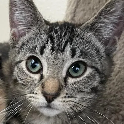 A baby small-sized female Domestic Short Hair cat named Dottie for adoption in Allyn, WA