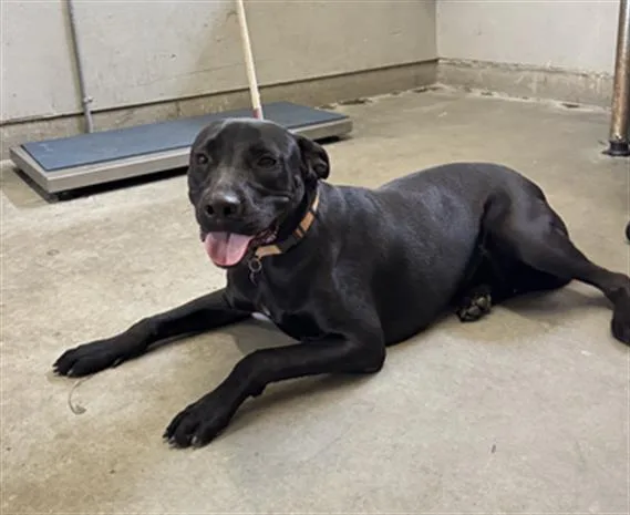 A young large-sized female Labrador Retriever dog named Hazel for adoption in Camarillo, CA