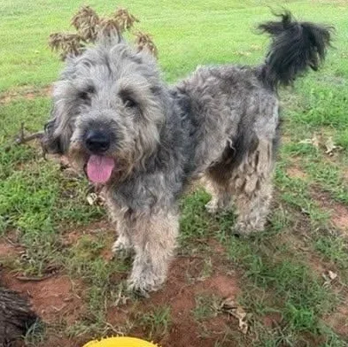 A young medium-sized male Aussiedoodle dog named Doodley for adoption in Yukon, OK