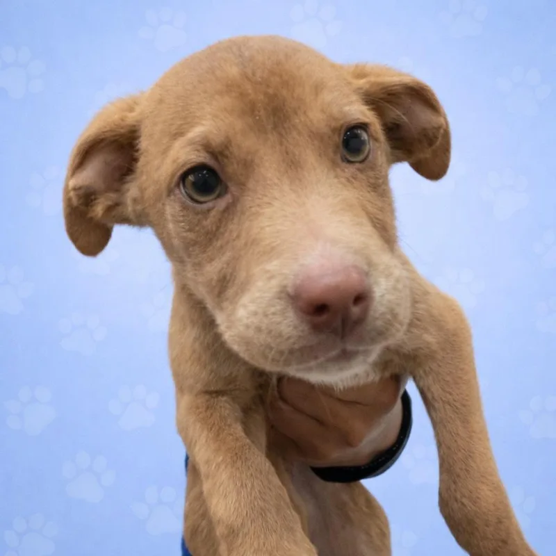 Brentwood thumbnail 2