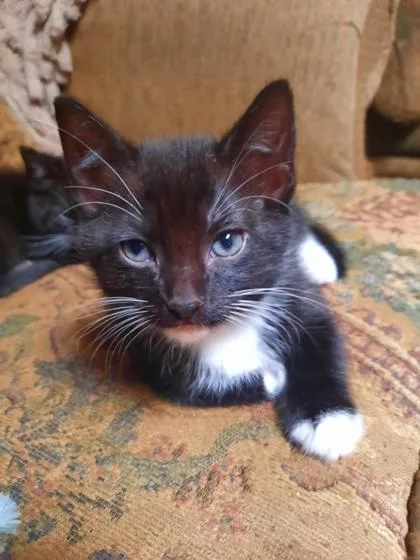 A baby small-sized male Domestic Short Hair cat named Figaro for adoption in Fort Worth, TX