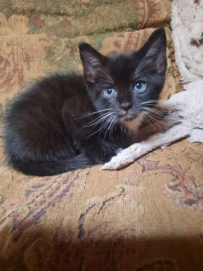 Figaro thumbnail 2