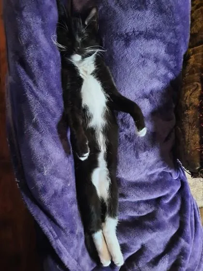 Figaro thumbnail 3