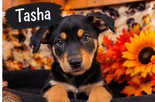Tasha thumbnail 4
