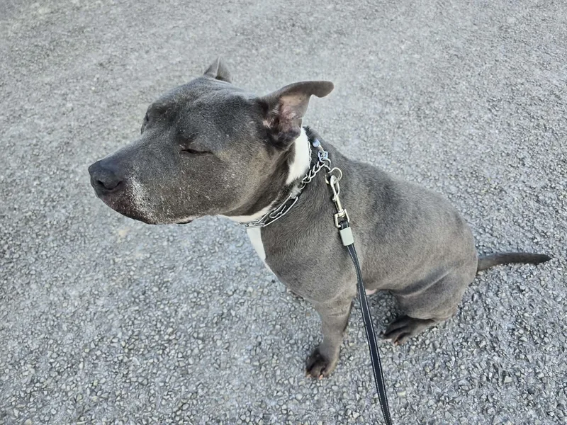 A senior medium-sized male American Staffordshire Terrier dog named Diesel for adoption in Mico, TX