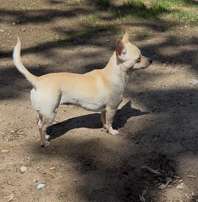 An adult small-sized female Chihuahua dog named Jingles for adoption in Windsor, CO