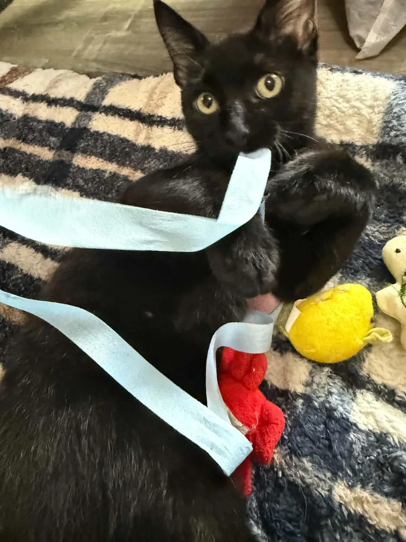 A baby medium-sized female Black & White / Tuxedo Domestic Short Hair cat named Bean for adoption in Colorado Springs, CO