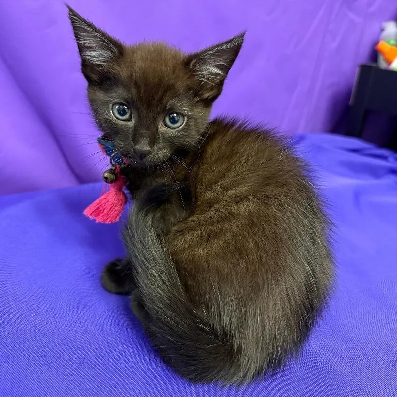 A baby small-sized female Black Domestic Medium Hair cat named Brook for adoption in North Myrtle Beach, SC