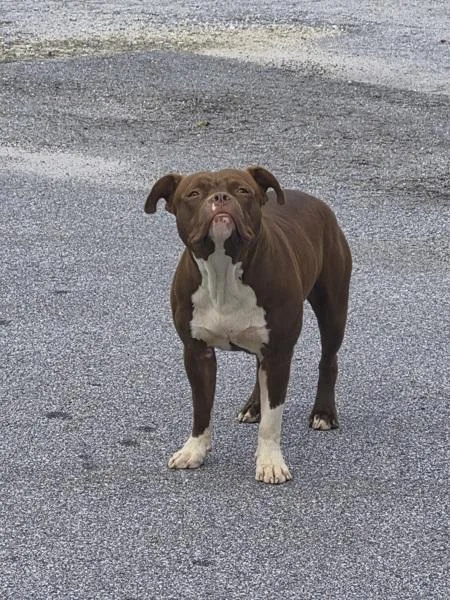 A young medium-sized male Pit Bull Terrier dog named Icc for adoption in Lawrenceville, GA