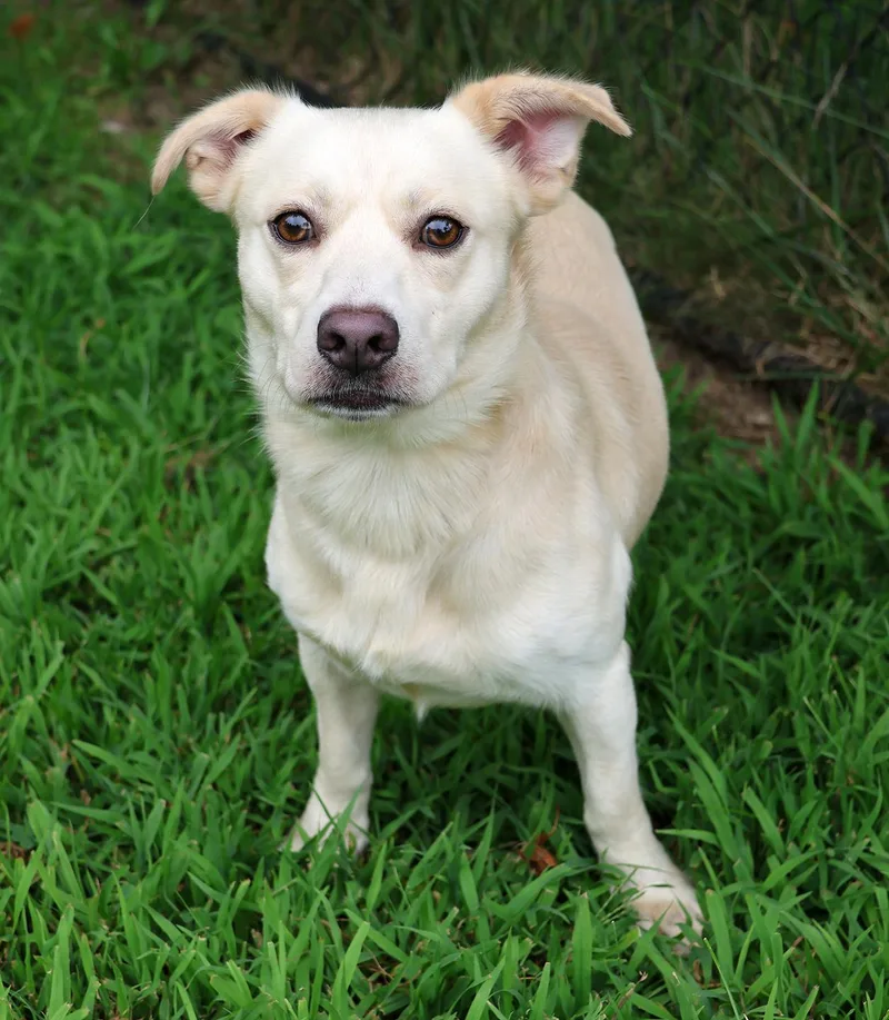 A young medium-sized male Labrador Retriever dog named Bart for adoption in Harrison, NY