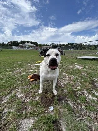 An adult medium-sized female Mixed Breed dog named Bonnie for adoption in Manteo, NC