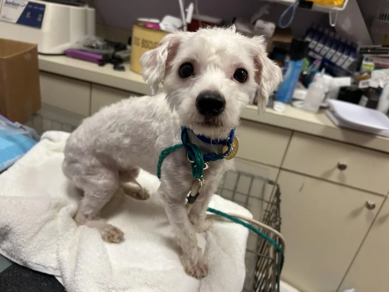 A young small-sized male White / Cream Maltese dog named Fritter for adoption in Oak Ridge, NJ