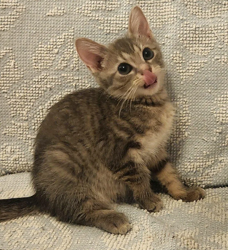 A baby small-sized male Tabby (Gray / Blue / Silver) Domestic Short Hair cat named Loch for adoption in Raleigh, NC