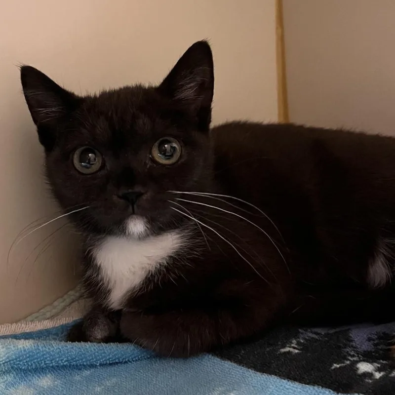 A baby small-sized female Domestic Short Hair cat named Rubelia for adoption in Fairport, NY
