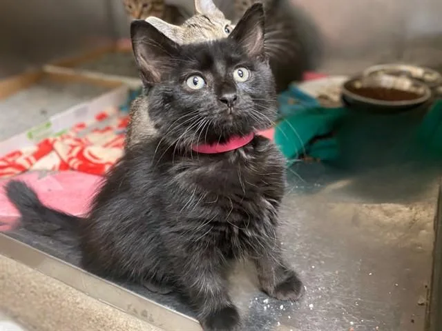 A baby small-sized female Domestic Medium Hair cat named Princess for adoption in Fort Wayne, IN