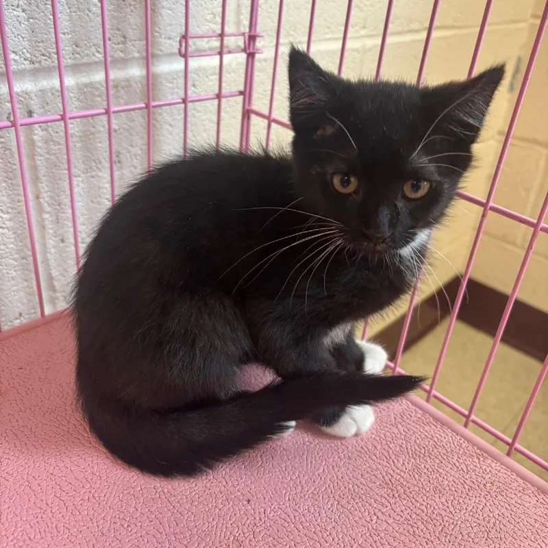 A baby small-sized female Black Domestic Short Hair cat named Dandelion for adoption in Waynesboro, PA
