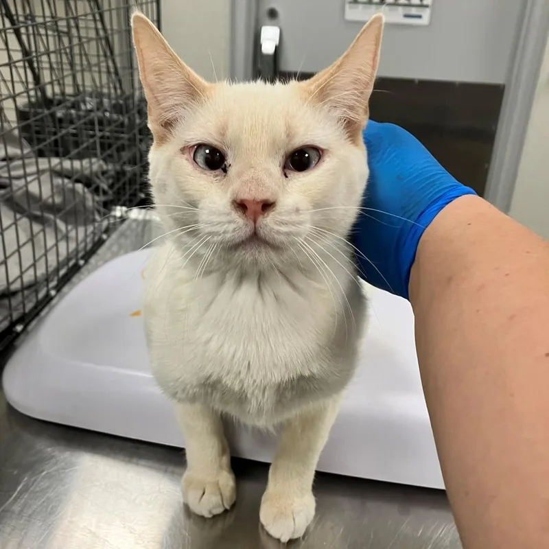 A young medium-sized male Cream / Ivory Domestic Short Hair cat named Sokka for adoption in Las Cruces, NM