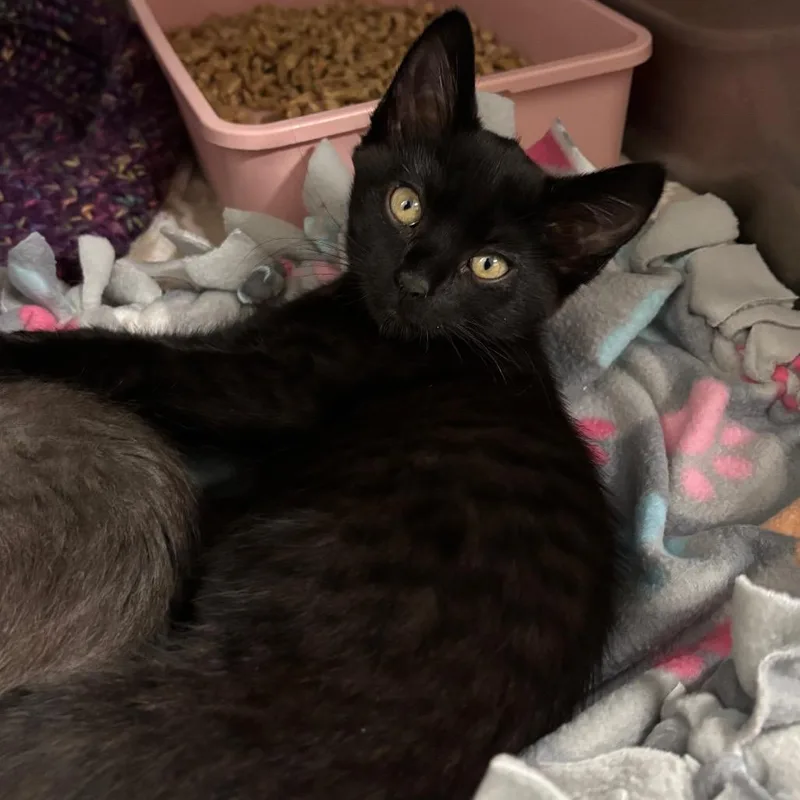A baby small-sized female Black Domestic Short Hair cat named Tillamook for adoption in Morgan Hill, CA