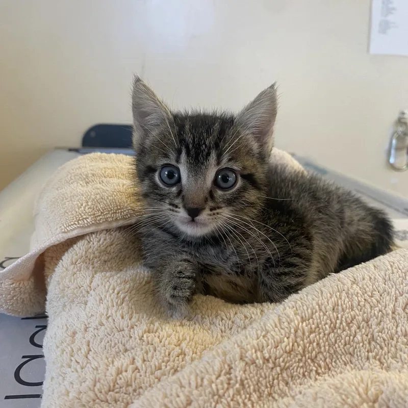A baby medium-sized female Gray / Blue / Silver Domestic Medium Hair cat named Nixie for adoption in Santa Barbara, CA