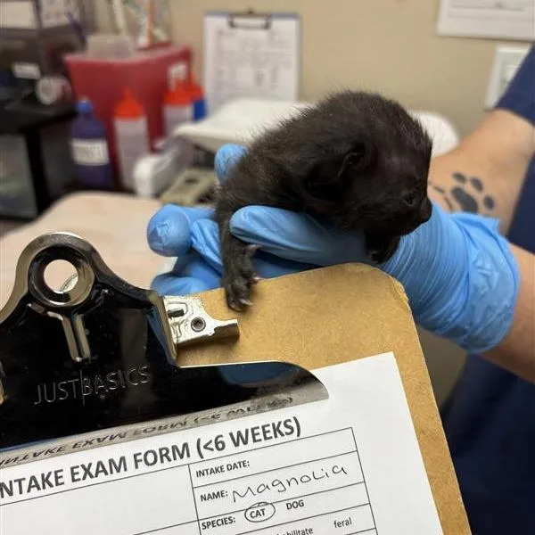 A baby small-sized female Black Domestic Short Hair cat named Magnolia for adoption in Tempe, AZ