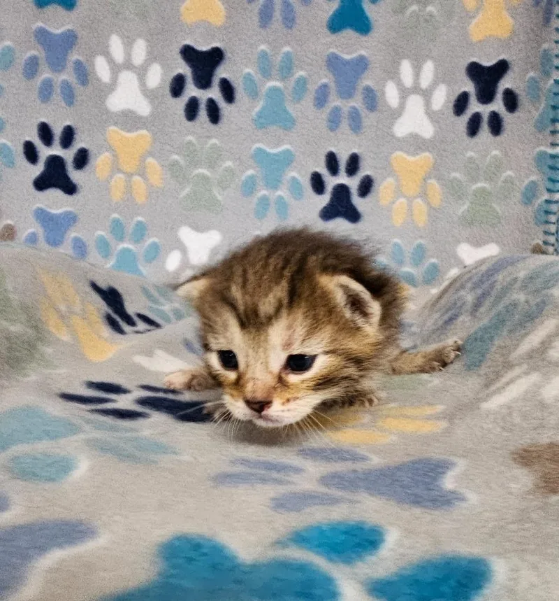 A baby small-sized female Domestic Short Hair cat named King Peppy for adoption in Wabash, IN
