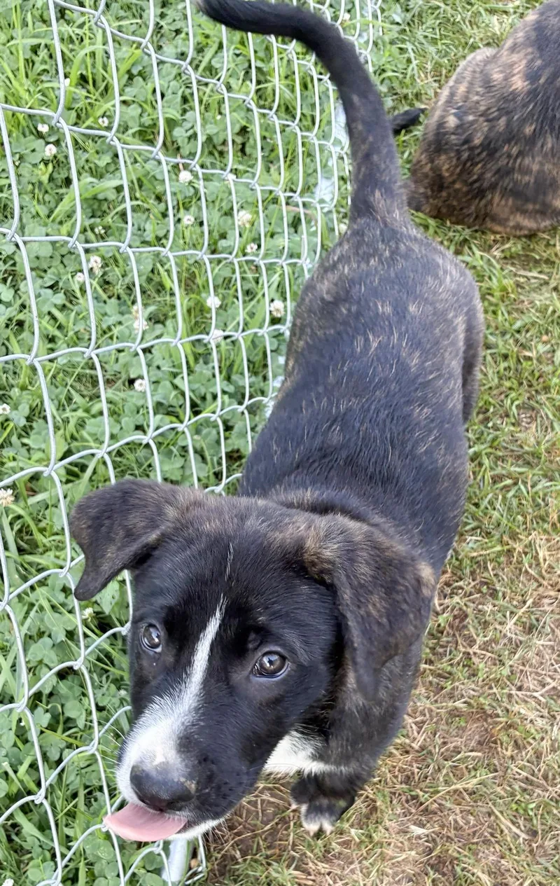 A baby medium-sized male Brindle Labrador Retriever dog named Aang for adoption in Albany, NY