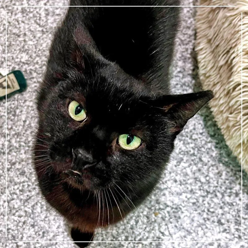An adult large-sized male Domestic Short Hair cat named Auguste for adoption in Cumming, GA