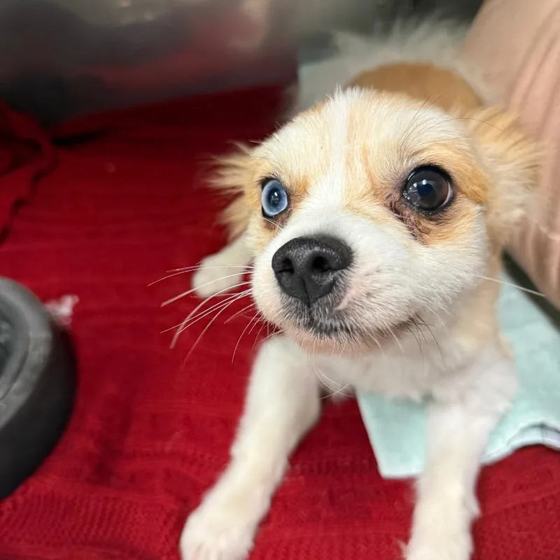 Chico thumbnail 2