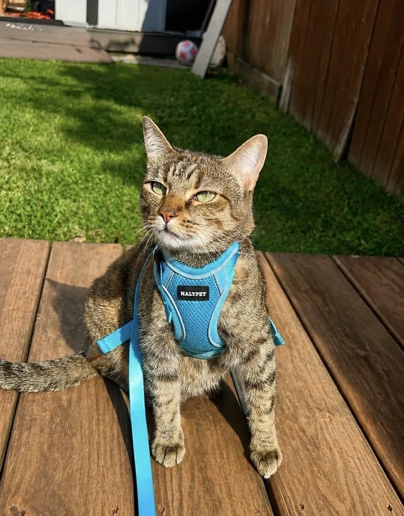An adult medium-sized female Tabby (Gray / Blue / Silver) Torbie cat named Cleo for adoption in Liverpool, TX