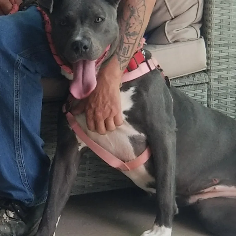 An adult large-sized female Mixed Breed dog named Lola for adoption in Clinton, IL