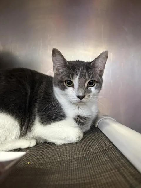 A young medium-sized female Domestic Short Hair cat named Anita for adoption in Brewster, MA