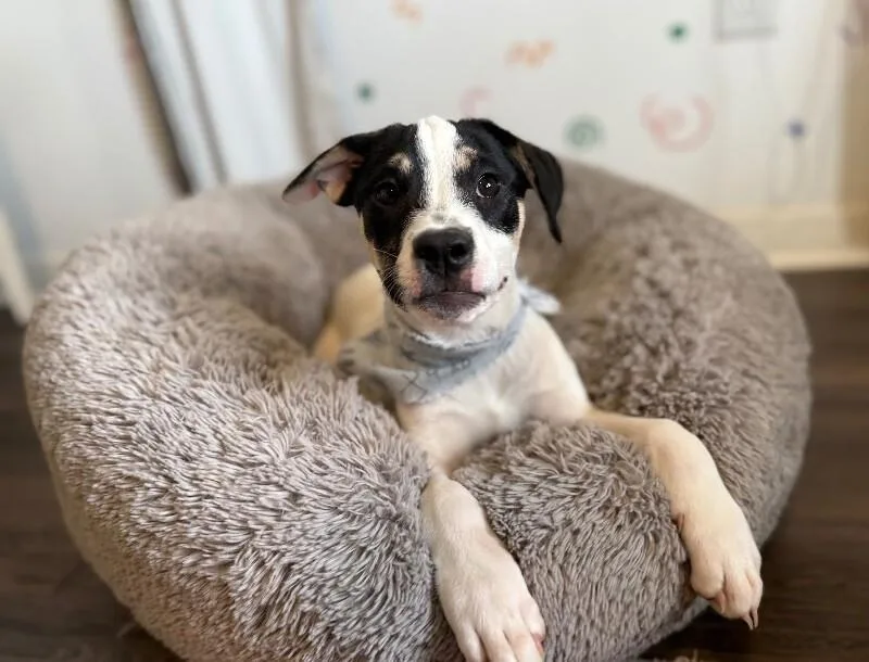 A baby medium-sized male Black Australian Cattle Dog / Blue Heeler dog named Nile Sweetpea for adoption in Friendswood, TX