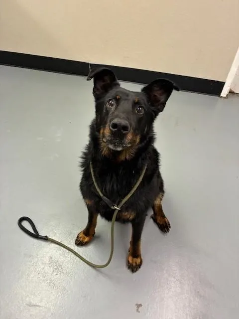 A senior large-sized male Bicolor Shepherd dog named Nino for adoption in Phoenix, OR